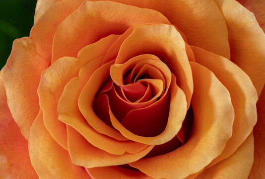 Extreme close-up of a vibrant orange rose revealing the elegant spiral arrangement and delicate texture of its layered petals.