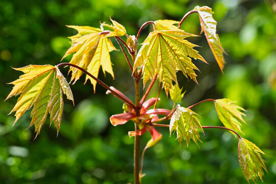 Fresh young maple leaves glowing in warm sunlight against a soft green background during spring growth.
