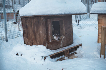 husky peers from a wooden kennel beneath deep snow, near Malangen Fjord © Fauren