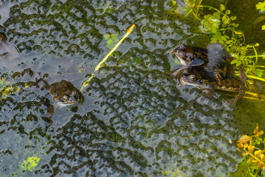 Three common frogs, including a mating pair in amplexus, resting among large clusters of frogspawn in a shallow spring pond.