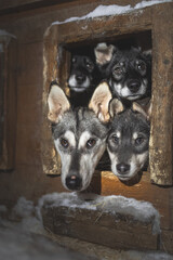 Four husky puppies peer from a snowy wooden doghouse at night near Malangen Fjord in Troms, Northern Norway © Fauren