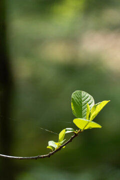 Fresh green leaves emerging from a slender tree branch in warm spring sunlight against a softly blurred woodland background.