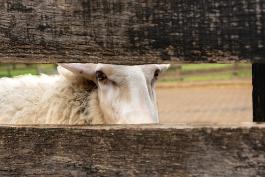 Curious white sheep looking through a narrow opening in a rustic wooden fence at a traditional sheepfold in Ermelo, Gelderland, the Netherlands.