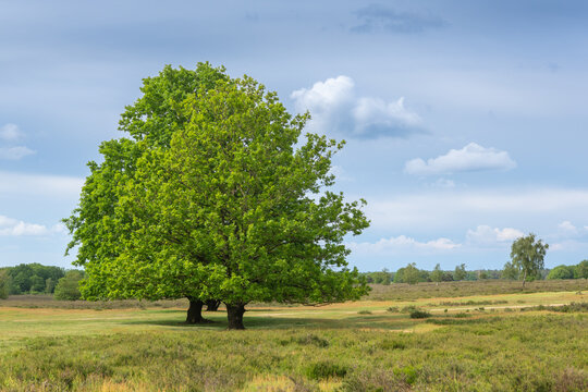 Mature green oak trees standing in an open heathland landscape beneath a blue sky with soft white clouds.