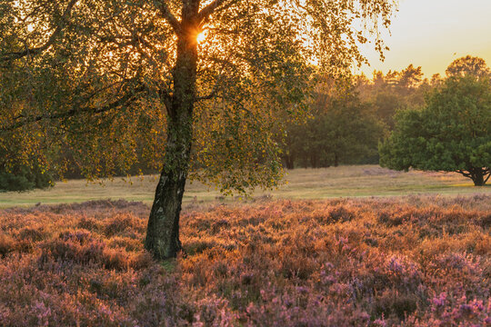 Warm evening sunlight filtering through a birch tree above blooming purple heather in a peaceful heathland landscape.