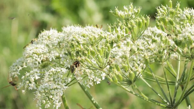 Close-up macro shot of several wasps gathering nectar on a blooming white umbellifer flower (wild carrot / cow parsley family), surrounded by lush green foliage in a sunny summer meadow. Great footage