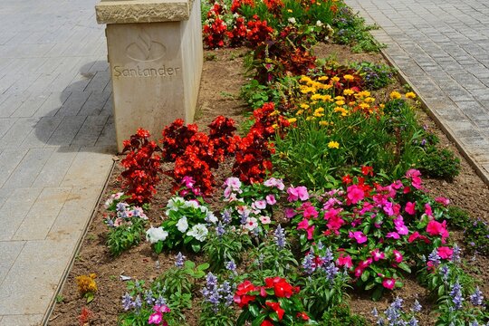 Colorful flowers on a street, in Santander, Spain