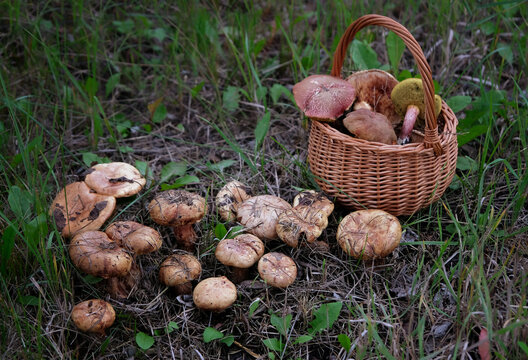 Wicker basket with fresh picked mushrooms outdoor, abstract forest natural background. Beautiful image of wild nature.harvest season, picking fungi. wild Forest aesthetics.