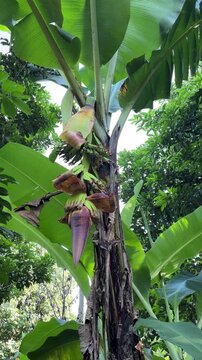 Banana blossom and young green bananas growing on tropical tree