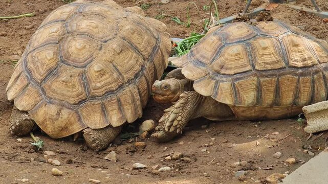 Sulcata tortoise, playing in water, walking