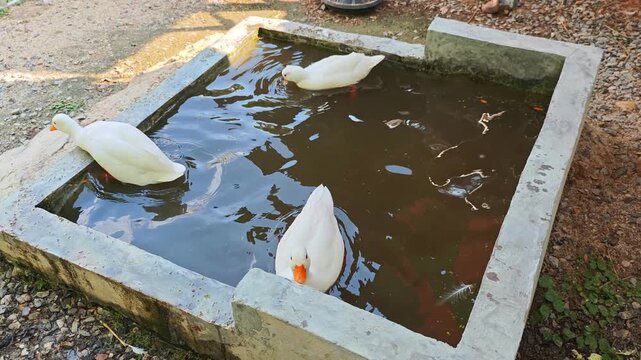 Call duck drinking water, swimming playfully in a bathtub.
