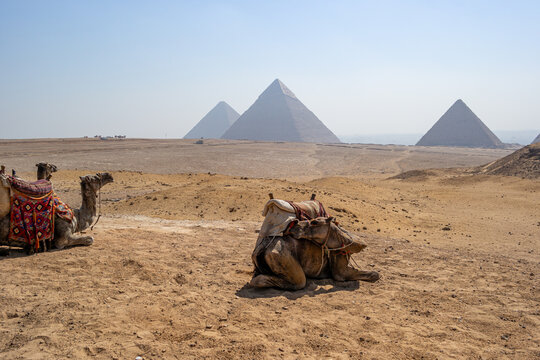 camels in the sahara desert with Pyramids of Giza in Egypt travel guide