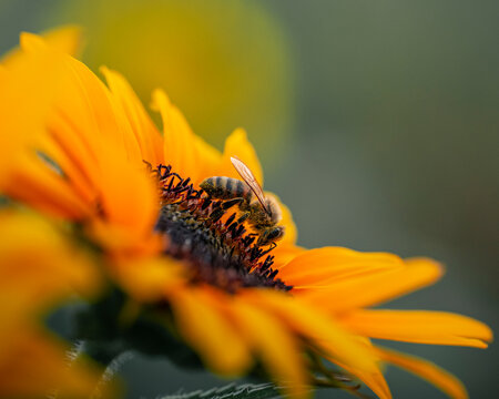 A honeybee on a sunflower