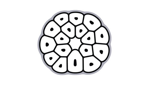 Microscopic cell structure cross section of a plant stem showing detailed vascular bundles in black and white style.