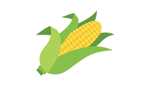 Yellow corn on the cob with green husk leaves vector illustration isolated on white background, fresh vegetable icon.