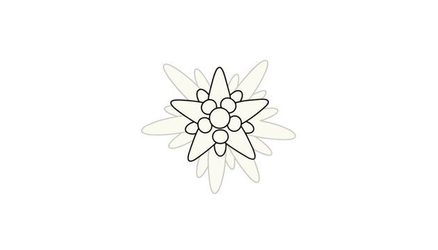 Edelweiss alpine mountain flower detailed line art drawing vector illustration isolated on white background.