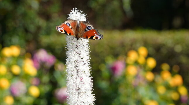summer in the garden