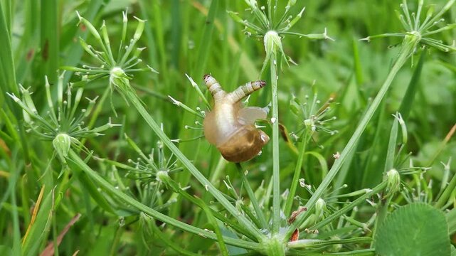 Bernsteinschnecke (Succinea putris) mit Parasit (Leucochloridium paradoxum). Der Parasit l&auml;sst die F&uuml;hler der Schnecke wie zuckende Raupen aussehen, um V&ouml;gel zum Fressen der F&uuml;hler zu animieren. 