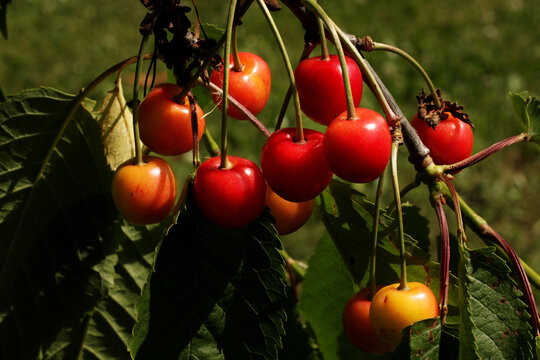 sweet red cherry berries on the tree with natural warm sunlight