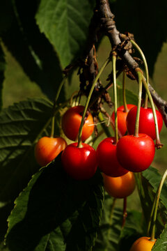 sweet red cherry berries on the tree with natural warm sunlight