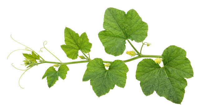 Pumpkin vine with leaves and buds isolated on transparent background