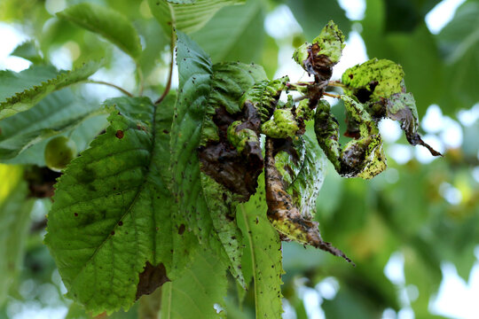 cherry tree fresh leaves disease with black spots on them