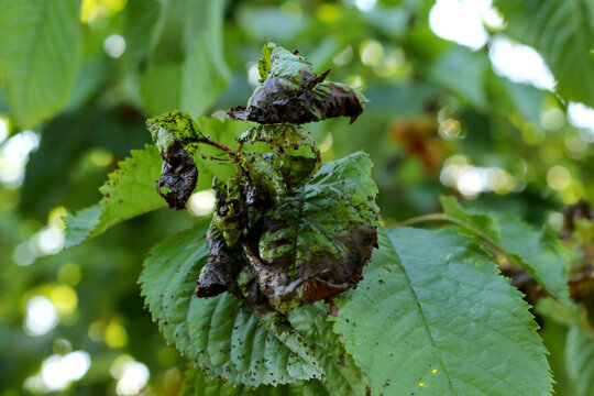 cherry tree fresh leaves disease with black spots on them