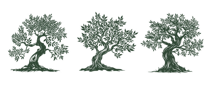Olive tree, hand drawn style.