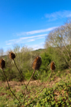 Close up of the natural beauty of nature
