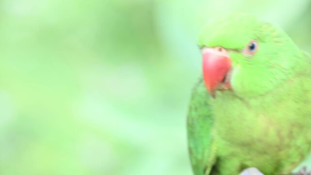 Rose-ringed parakeet bird. Its common name is Psittacula krameri,&nbsp;ring-necked parakeet and&nbsp;Indian Ringneck. It is a medium-sized&nbsp;parrot&nbsp;in the&nbsp;genus&nbsp;Psittacula, of the&nbsp;family&nbsp;Psittaculidae. wild bird.