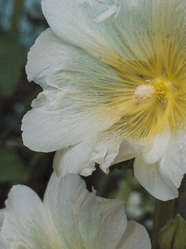 White hollyhock flowers with yellow center blooming in garden close-up.