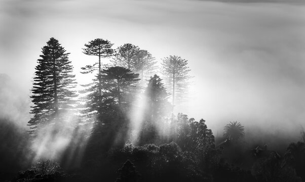 Atmospheric black and white photograph of tall coniferous trees shrouded in thick fog. View from Mt Eden summit. Auckland.