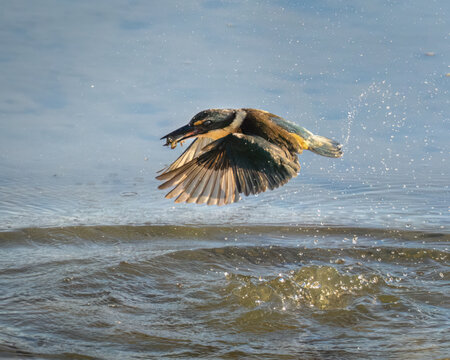 New Zealand Sacred Kingfisher flying from the water, with a crab in beak. Auckland.