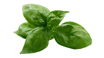 Fototapeta premium Fresh green basil leaves aromatic herb for cooking, isolated on transparent background