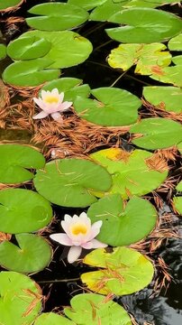Two pink water lilies and green lily pads on dark pond water &mdash; drifting pine needles, gentle ripples
