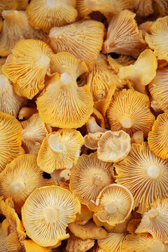 Many inverted mushrooms caps of freshly picked chanterelle or girolle mushrooms close up, natural background. edible orange raw wild chanterelles mushrooms ready for cooking. top view. full frame