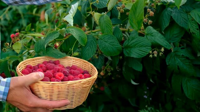 A farmer with a raspberry harvest in the garden. Selective focus.