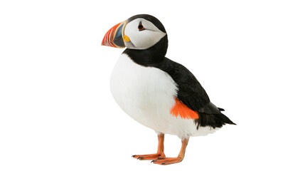 Fototapeta premium Atlantic puffin with colorful beak, isolated on transparent background