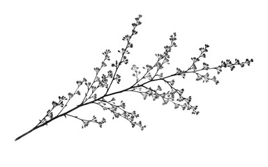 Fototapeta premium Minimalist black and white cherry blossom branch line art illustration isolated on white background