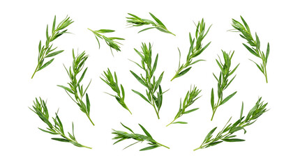 Fototapeta premium Fresh green tarragon herb sprigs scattered on a white background, viewed from above.