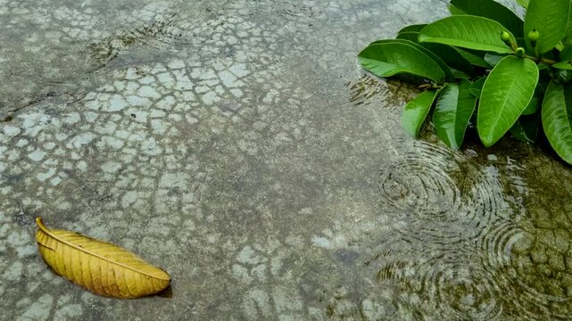 Rain falling on wet ground texture with green leaves water leaf concrete ripples raindrops