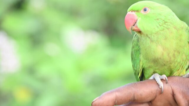 Rose-ringed parakeet bird. Its common name is Psittacula krameri,&nbsp;ring-necked parakeet and&nbsp;Indian Ringneck. It is a medium-sized&nbsp;parrot&nbsp;in the&nbsp;genus&nbsp;Psittacula, of the&nbsp;family&nbsp;Psittaculidae. wild bird.