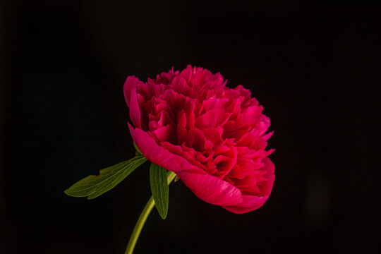 Vibrant pink peony blooms against a dark backdrop in a moment of quiet beauty