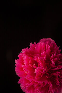 Bright pink carnation blooms vibrantly against a dark backdrop highlighting its intricate petals