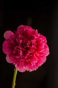 Vibrant pink flower stands tall against a dark background illuminating nature's beauty