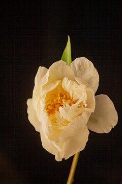 Delicate white flower radiates beauty against a deep, dark background