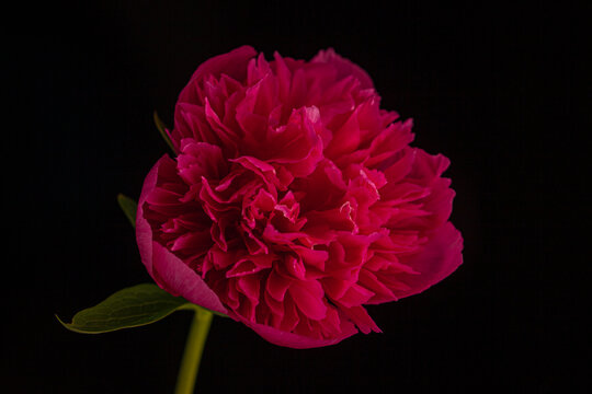 Bright peony blooms vividly against a dark background showcasing nature's elegance