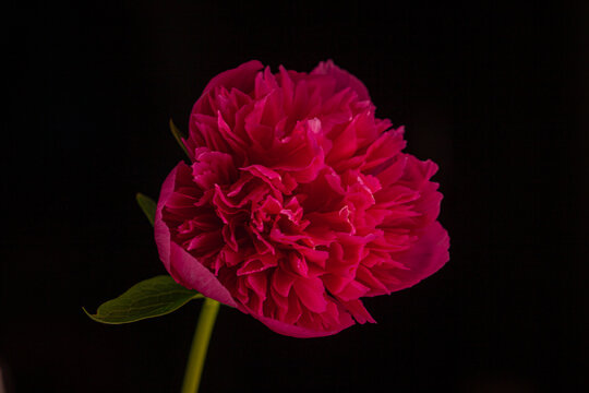 Vibrant pink peony blossoms radiate beauty against a dark background