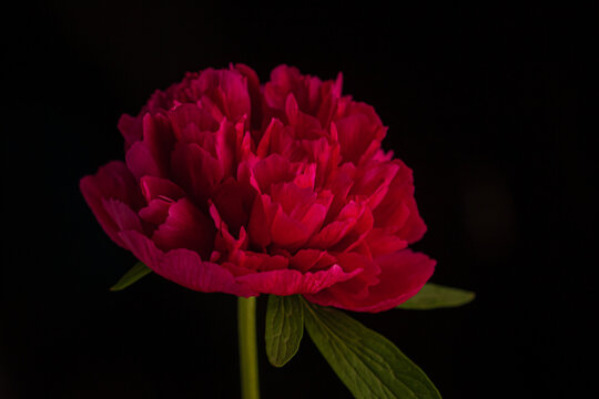 Beautiful peony blooms passionately in the darkness, showcasing deep red petals and lush green leaves