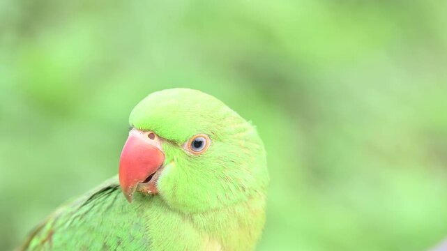 Rose-ringed parakeet bird. Its common name is Psittacula krameri,&nbsp;ring-necked parakeet and&nbsp;Indian Ringneck. It is a medium-sized&nbsp;parrot&nbsp;in the&nbsp;genus&nbsp;Psittacula, of the&nbsp;family&nbsp;Psittaculidae. wild bird.
